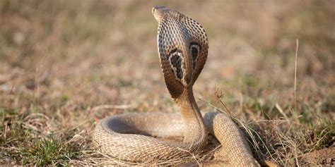 Mimpi ular kobra putih com) Ada juga arti mimpi ular menurut Islam sebagai pertanda buruk